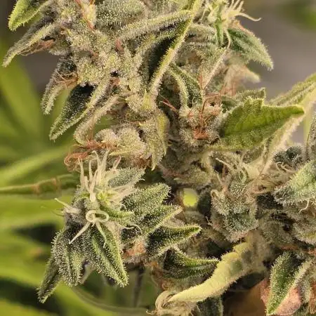 Silver Bubble/OHz S1 x OHz 🔥Madmac's Magic Seeds