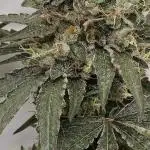 ZTRAWBERRY GREENHOUSE SEED COMPANY