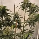 Critical Neville Haze - Delicious Seeds