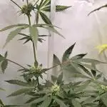 ZTRAWBERRY GREENHOUSE SEED COMPANY