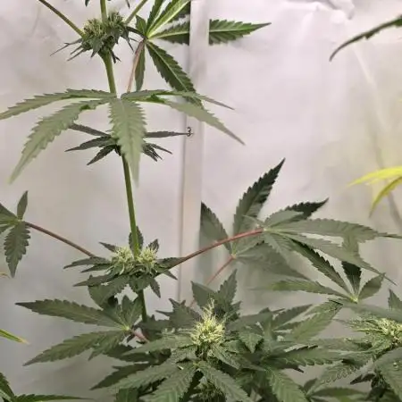 ZTRAWBERRY GREENHOUSE SEED COMPANY