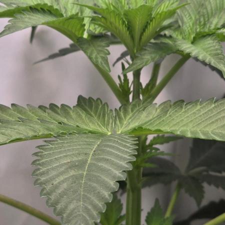 Photo contest Dutch Passion & Super Sativa Seed Club. FAST VERSION A
