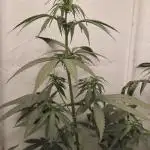 Jack Herer Grennhouse Seed Company