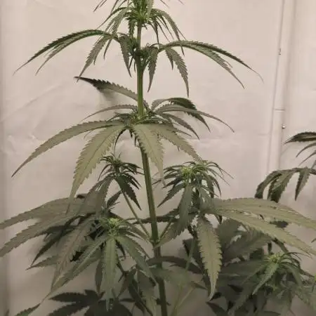 Jack Herer Grennhouse Seed Company