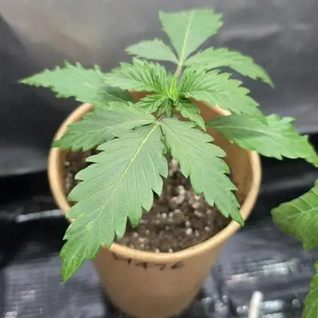 Critical Neville Haze - Delicious Seeds
