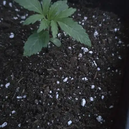 My First Outdoor Grow with Dutch Passion Growing Competition 2025