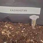 Landrace (Kazakhstan & Tashkurgan)