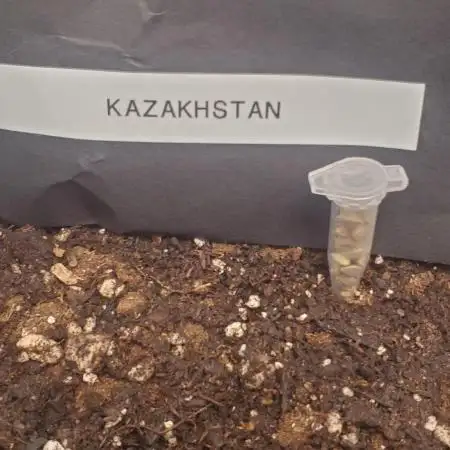 Landrace (Kazakhstan & Tashkurgan)