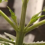 Cambodia x Panama bx3