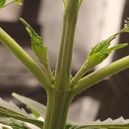 Cambodia x Panama bx3