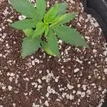 Cambodia x Panama bx3