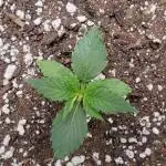 Cambodia x Panama bx3