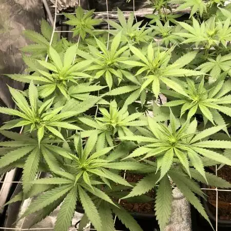 DirtyBuds | Getting our moms : Kosher’s