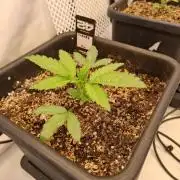 HiSeeds Test Grow