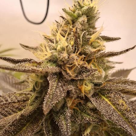 HiSeeds Test Grow