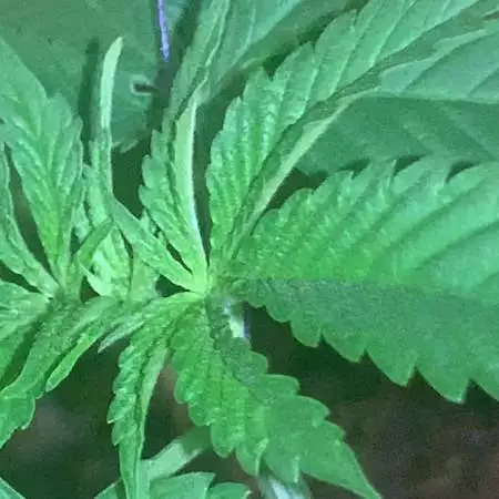 Critical purple auto