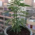 amnesia haze