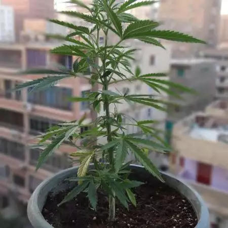 amnesia haze