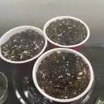 FirstGrow! Closet 2x2