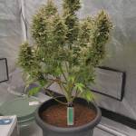 Fat Banana Auto RQS ( 3rd round )