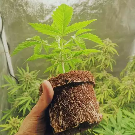 Gorilla Punch Auto Fast Buds Seeds