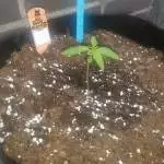 cnnbs special edition auto test 5strains