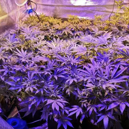 Humboldt Seeds money tent