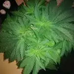 RQS PurpleQueen Indoor LED
