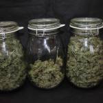 Blue Dream'Matic