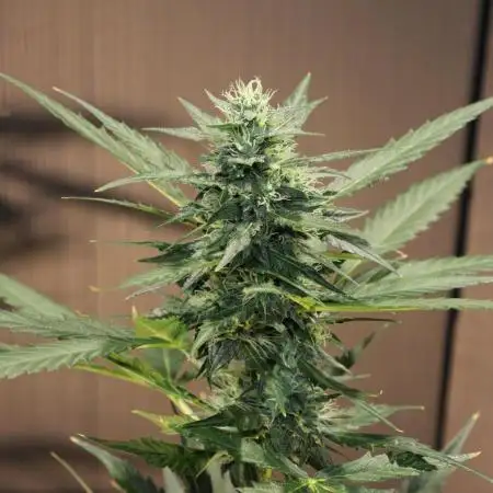 Choco Thai