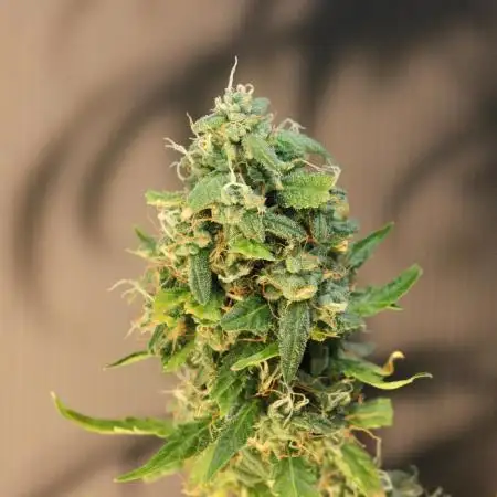 Fruit Punch