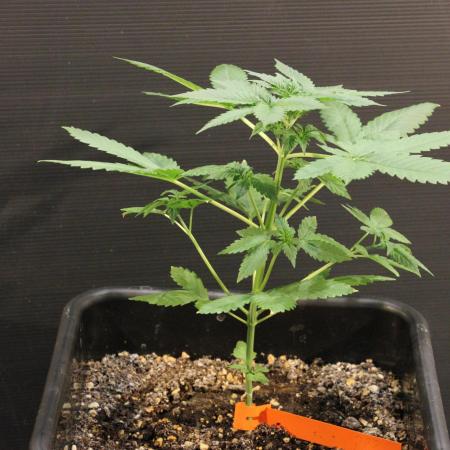 Another Mystery Seed