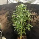Purple Juice Again