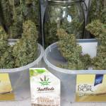 StarDawg