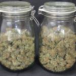 Auto Jack Herer