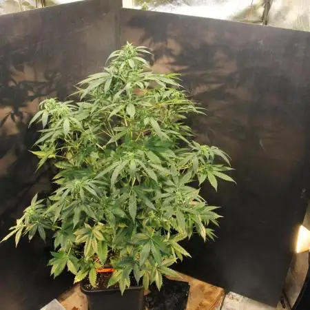 Another Mystery Seed