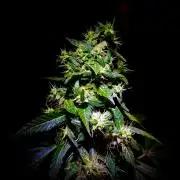 B L U E C H E E S E Auto