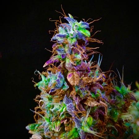 P I N E A P P L E E X P R E S S