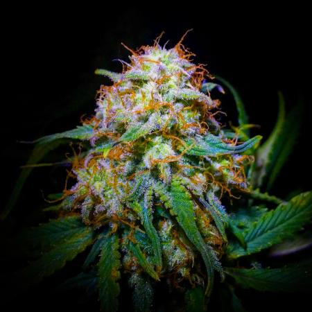 C R E A M C O O K I E S