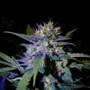 M E X I C A N A I R L I N E S