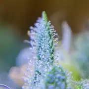 S O U R  S T O M P E R Auto