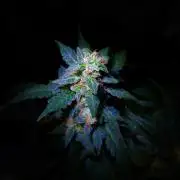 R O Y A L J A C K a u t o