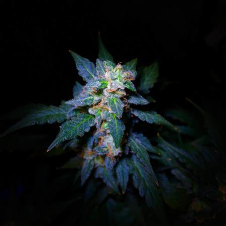 R O Y A L J A C K a u t o