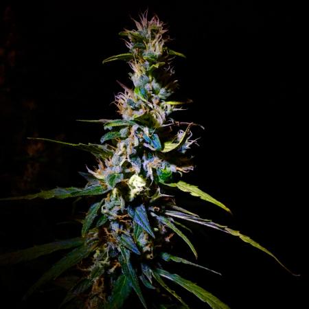 My second indoor Led 2 (Auto Critical)