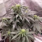 Coco jambo ❤️mutant/alien❤️