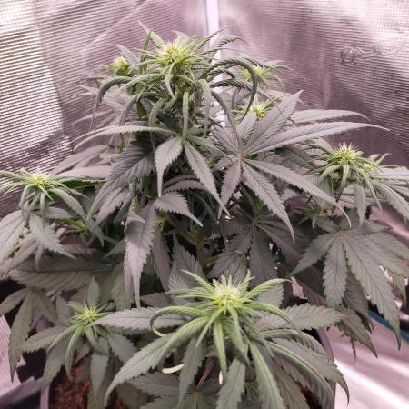 Coco jambo ❤️mutant/alien❤️