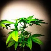 Red Line 37% thc