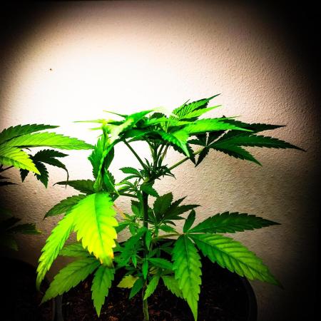 Red Line 37% thc