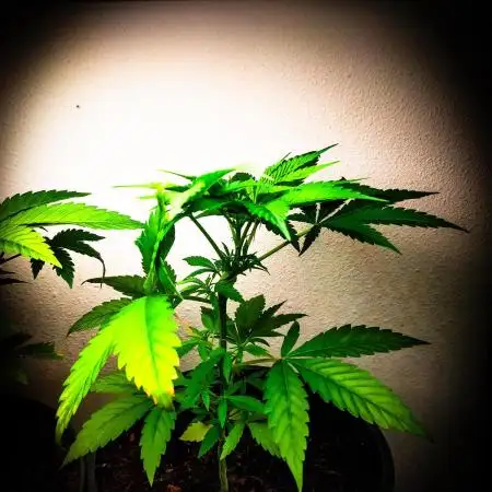 Red Line 37% thc
