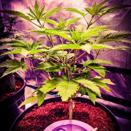 Rose Soda 34-36% thc